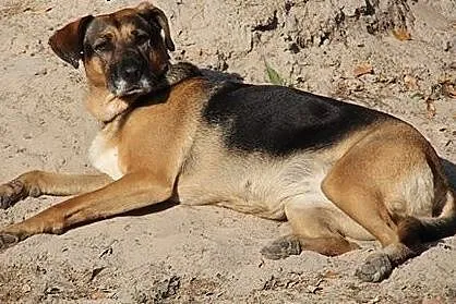 Adoptuj Bunię a pokocha Cię bezgranicznie całym se