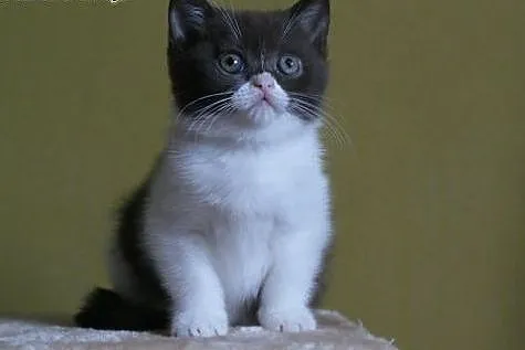 HABIBI wyjątkowa kotka brytyjska w kolorze czekola