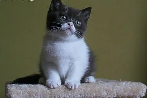 HABIBI wyjątkowa kotka brytyjska w kolorze czekola