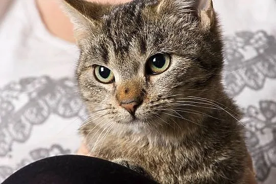 Princessa - czekolada z chili