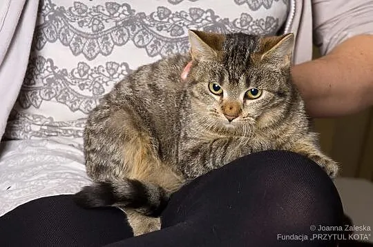 Princessa - czekolada z chili