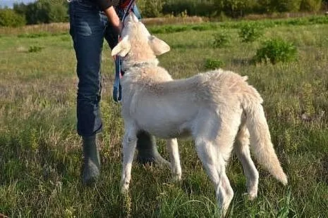Kto da szansę uroczemu Białkowi? Prosi o dom najpi
