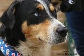 Dexter - przyjacielski i radosny pies,  mazowiecki, Nowy Dwór Mazowiecki