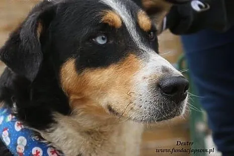 Dexter - przyjacielski i radosny pies,  mazowiecki