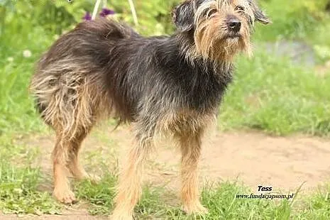 Tess - szorstka, miła sunia,  mazowieckie Nowy Dwó