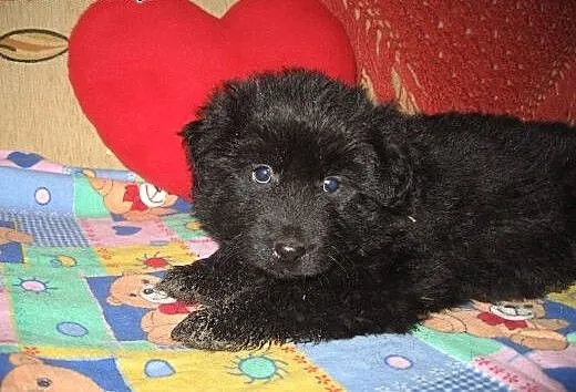 Szczeniaczki 8 tyg,będa małe,adopcja!!, świętokrz