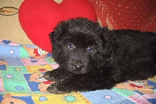 Szczeniaczki 8 tyg,będa małe,adopcja!!, świętokrzyskie Kielce