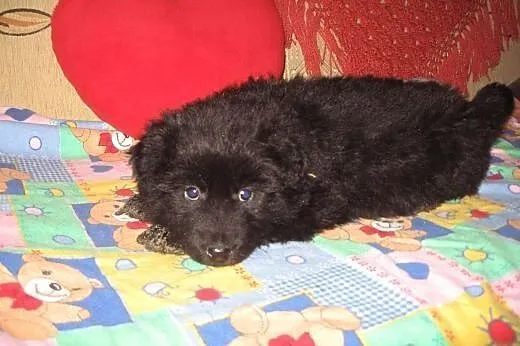 Szczeniaczki 8 tyg,będa małe,adopcja!!,  świętokrz