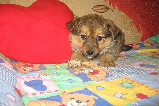 Szczeniaczki 8 tyg,będa małe,adopcja!!,  świętokrz