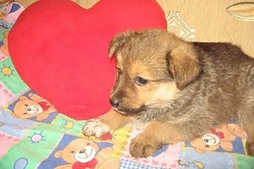 Szczeniaczki 8 tyg,będa małe,adopcja!!,  świętokrz