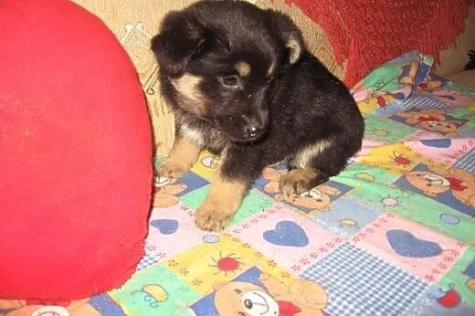 Szczeniaczki 8 tyg,będa małe,adopcja!!,  świętokrz