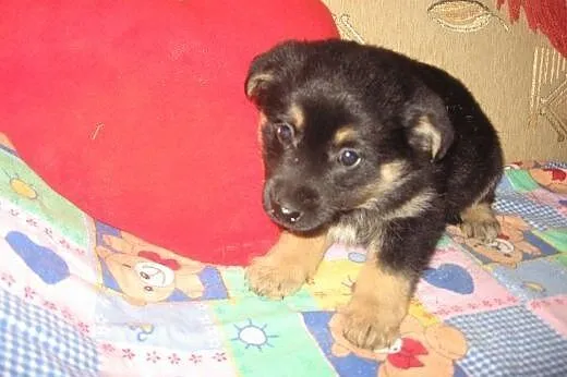 Szczeniaczki 8 tyg,będa małe,adopcja!!,  świętokrz