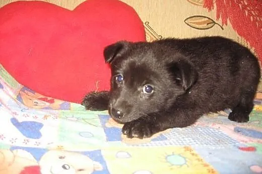 Szczeniaczki 8 tyg,będa małe,adopcja!!,  świętokrz