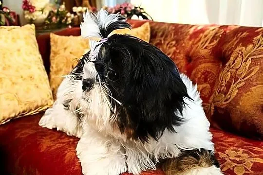 Suczki Shih tzu FCI, Dolnośląskie, Wałbrzych