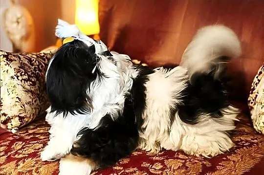 Suczki Shih tzu FCI, Dolnośląskie, Wałbrzych
