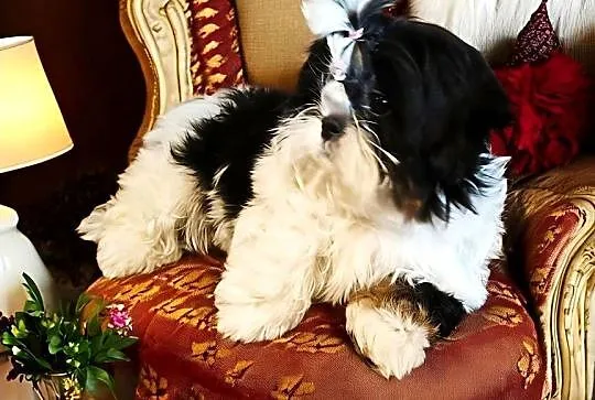 Suczki Shih tzu FCI, Dolnośląskie, Wałbrzych