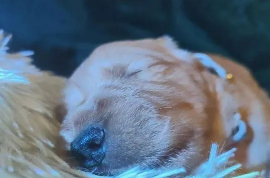 Złoty samiec 100%linia amerykańska Golden retriever
