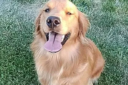 Złoty samiec 100%linia amerykańska Golden retriever, Śląskie, Częstochowa