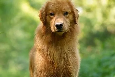 Złoty samiec 100%linia amerykańska Golden retriever, Śląskie, Częstochowa