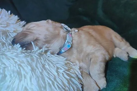 Złoty samiec 100%linia amerykańska Golden retriever, Śląskie, Częstochowa