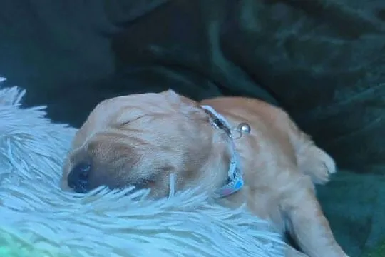 Złoty samiec 100%linia amerykańska Golden retriever, Śląskie, Częstochowa