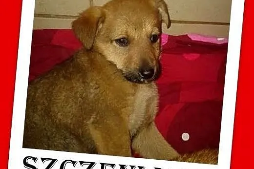 Szczeniaki,piesek,suczka,małe,szczepione.ADOPCJA, 
