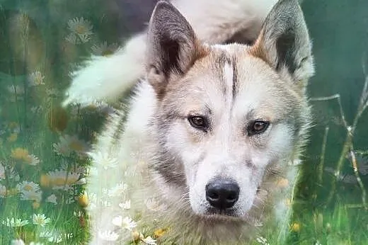 Freki - młody psiak w typie siberian husky do adopcji,  śląskie Katowice