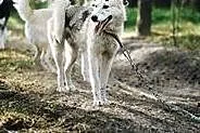 Freki - młody psiak w typie siberian husky do adop