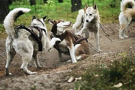 Freki - młody psiak w typie siberian husky do adop