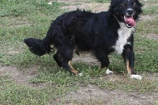 Kacperek cudowny piesek marzy o kochającym domku n