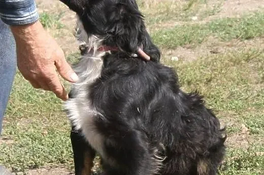 Kacperek cudowny piesek marzy o kochającym domku n