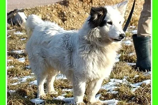 Średni 10 kg psiak PIRAT,przyjazny, kontaktowy,łag