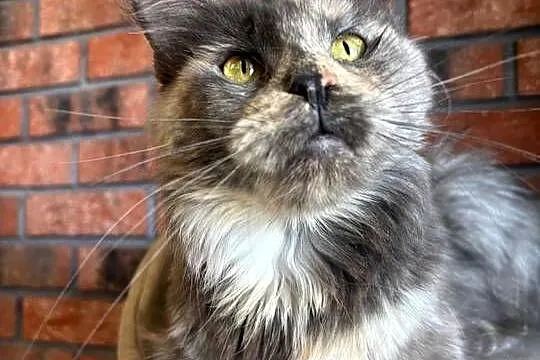 Kotka Maine Coon Inez