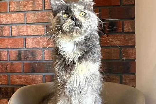 Kotka Maine Coon Inez, Kujawsko-pomorskie, Szembruk