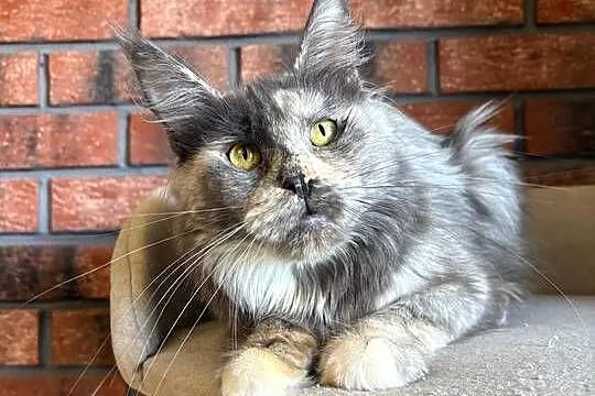 Kotka Maine Coon Inez, Kujawsko-pomorskie, Szembruk