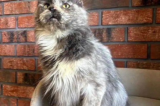 Kotka Maine Coon Inez, Kujawsko-pomorskie, Szembruk