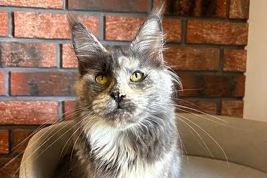 Kotka Maine Coon Inez, Kujawsko-pomorskie, Szembruk