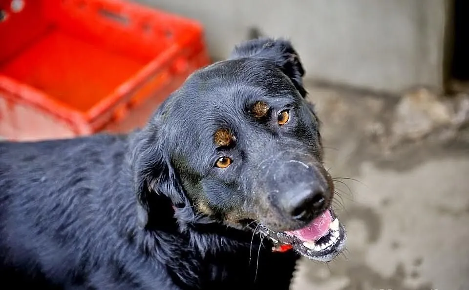Joy młody labrador mix rottweiler szuka domu