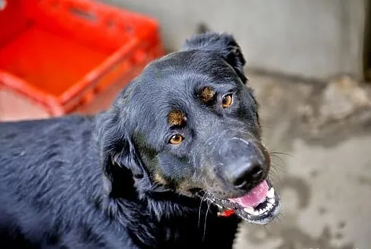 Joy młody labrador mix rottweiler szuka domu