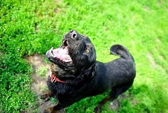 Joy młody labrador mix rottweiler szuka domu