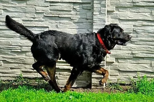 Joy młody labrador mix rottweiler szuka domu