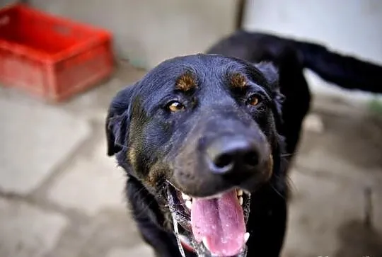 Joy młody labrador mix rottweiler szuka domu