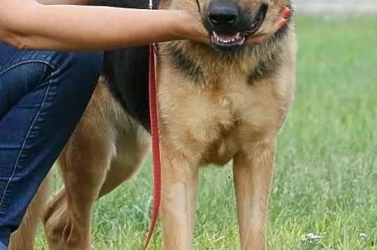 Skrzywdzona Luna szuka domu, , Głogów