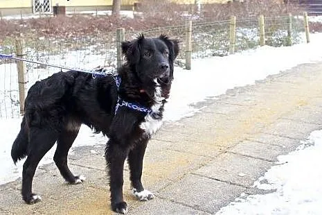 Superpies Clark czeka na swojego superczłowieka,  