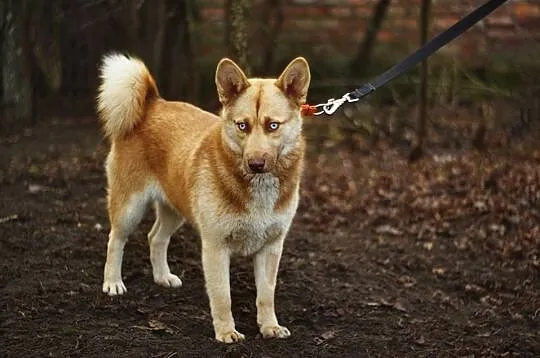 Zjawiskowa, wesoła, 12 miesięczna suczka w typie h
