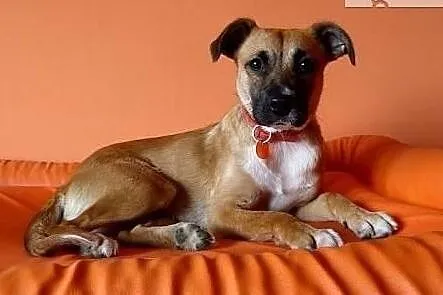 Natka wspaniała sunia poleca się do adopcji pokochaj ją