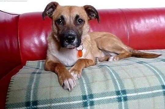 Natka wspaniała sunia poleca się do adopcji pokochaj ją, Mazowieckie, Warszawa