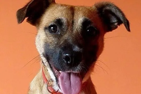 Natka wspaniała sunia poleca się do adopcji pokochaj ją, Mazowieckie, Warszawa
