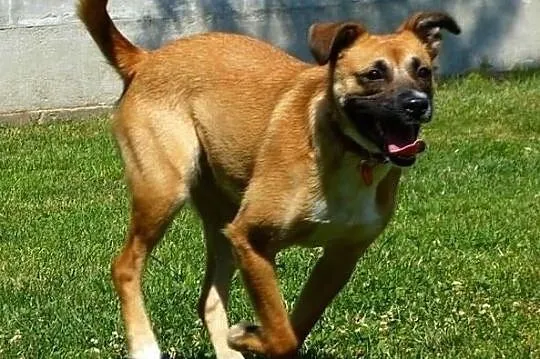 Natka wspaniała sunia poleca się do adopcji pokochaj ją, Mazowieckie, Warszawa