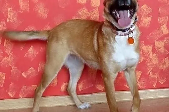 Natka wspaniała sunia poleca się do adopcji pokochaj ją, Mazowieckie, Warszawa